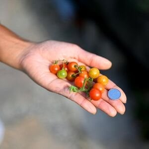 Hawaii Kuş Üzümü Domatesi Tohumu – Tatlı Minik Salkım Domates