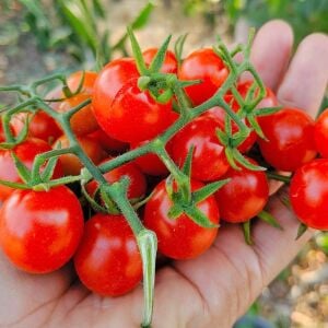 Hawaii Kuş Üzümü Domatesi Tohumu – Tatlı Minik Salkım Domates