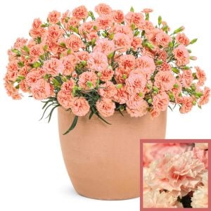 Kokulu kayısı bodur karanfil fidesi dianthus sweet pleasure apricot