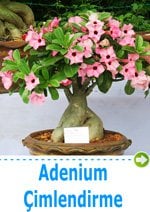 adenium tohumu