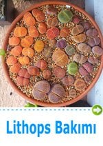 Lithops bakımı