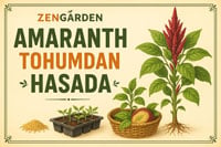 Amaranth yetiştirme bilgileri için tıklayın