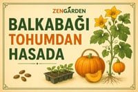 Balkabağı yetiştirme bilgileri için tıklayın