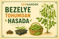 Bezelye yetiştirme bilgileri için tıklayın