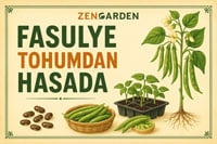 Fasulye yetiştirme bilgileri için tıklayın