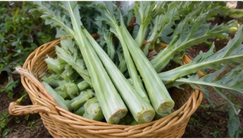 Hasat edilmiş Kardon Cardoon yaprak sapları