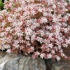 sedum tohumu hispanicum