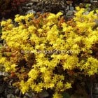 sedum tohumu sexangulare