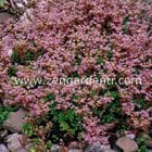 sedum tohumu stoloniferum