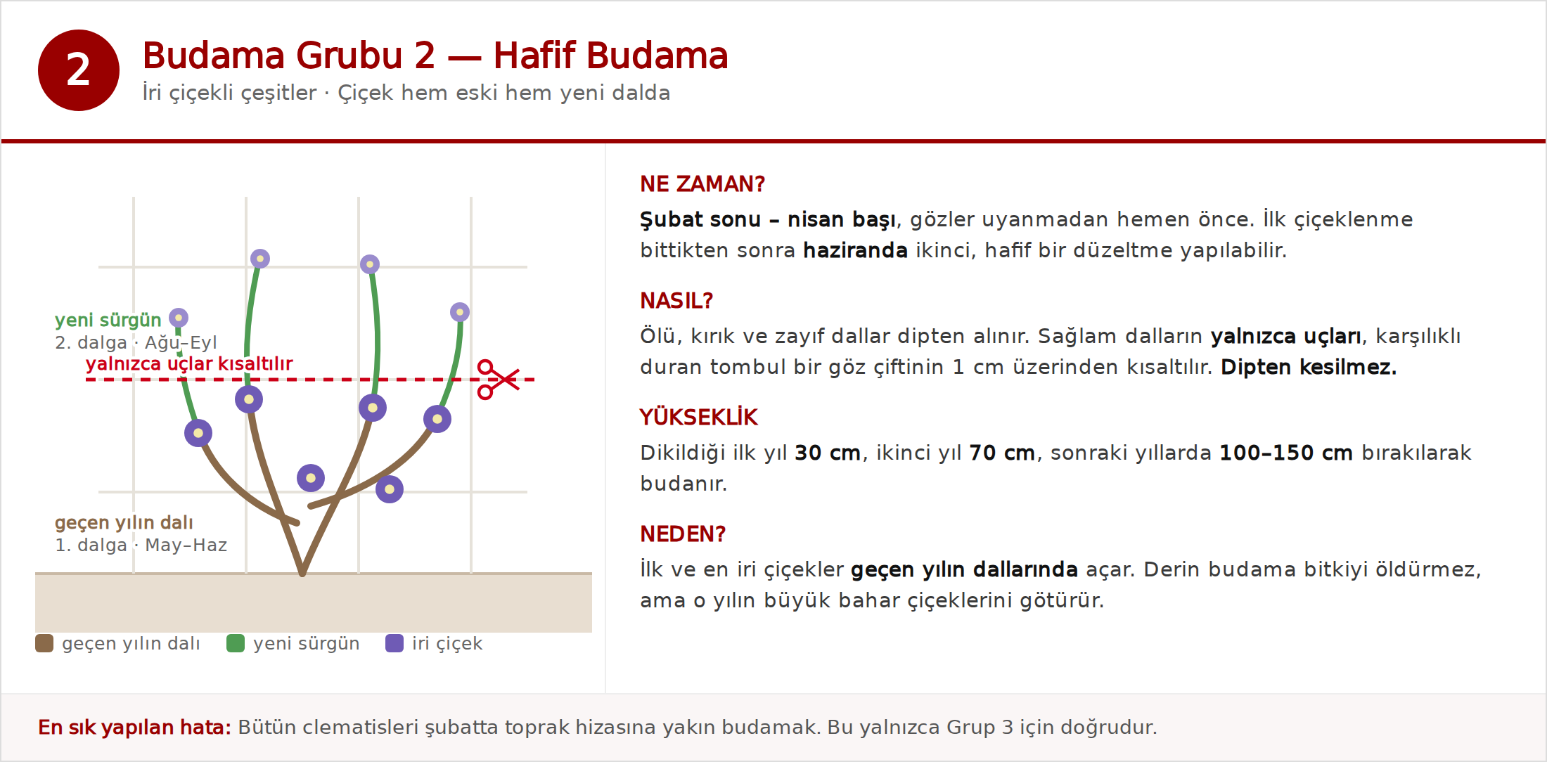 Clematis budama grubu 2 — ne zaman, nasıl ve neden budanır