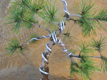 bonsai nasıl şekillendirilir