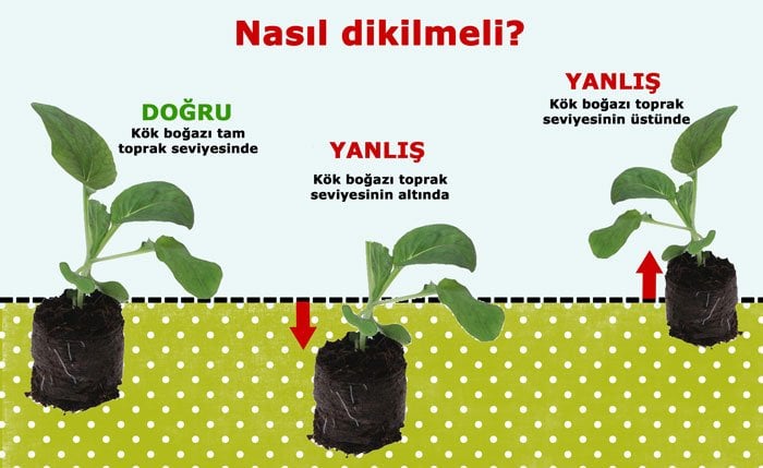 Mini fidelerle yetiştiricilik fide dikimi, fide satışı, mini fide, fidesi,  fidanı