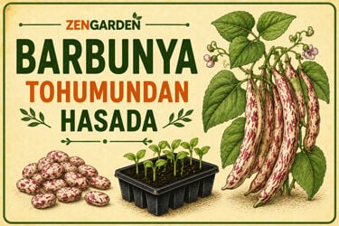 Barbunya Tohumu Nasıl Ekilir? Ekim, Bakım, Zararlılar ve Hasat Rehberi