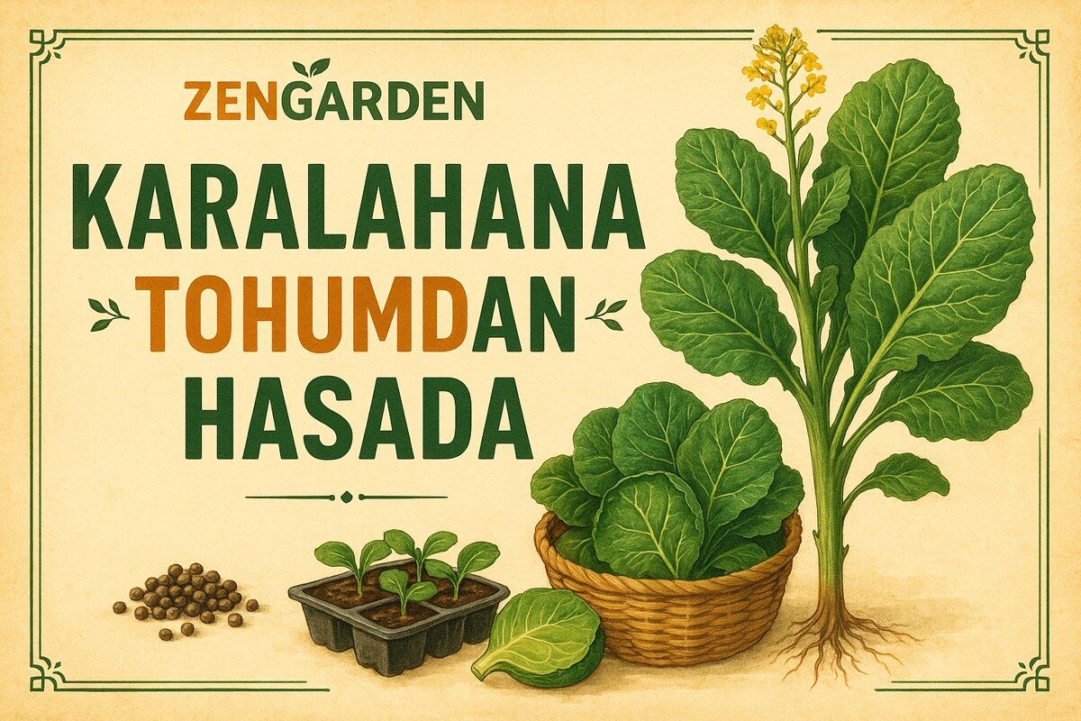 Karalahana Tohumu Nasıl Ekilir? Ekim, Bakım, Zararlılar ve Hasat Rehberi
