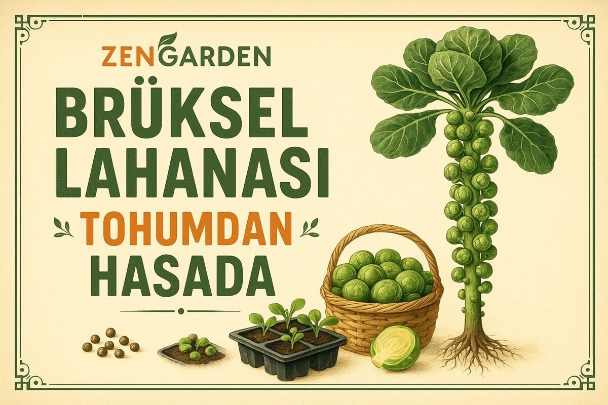 Brüksel Lahanası Tohumu Nasıl Ekilir? Fide, Bakım ve Hasat Rehberi