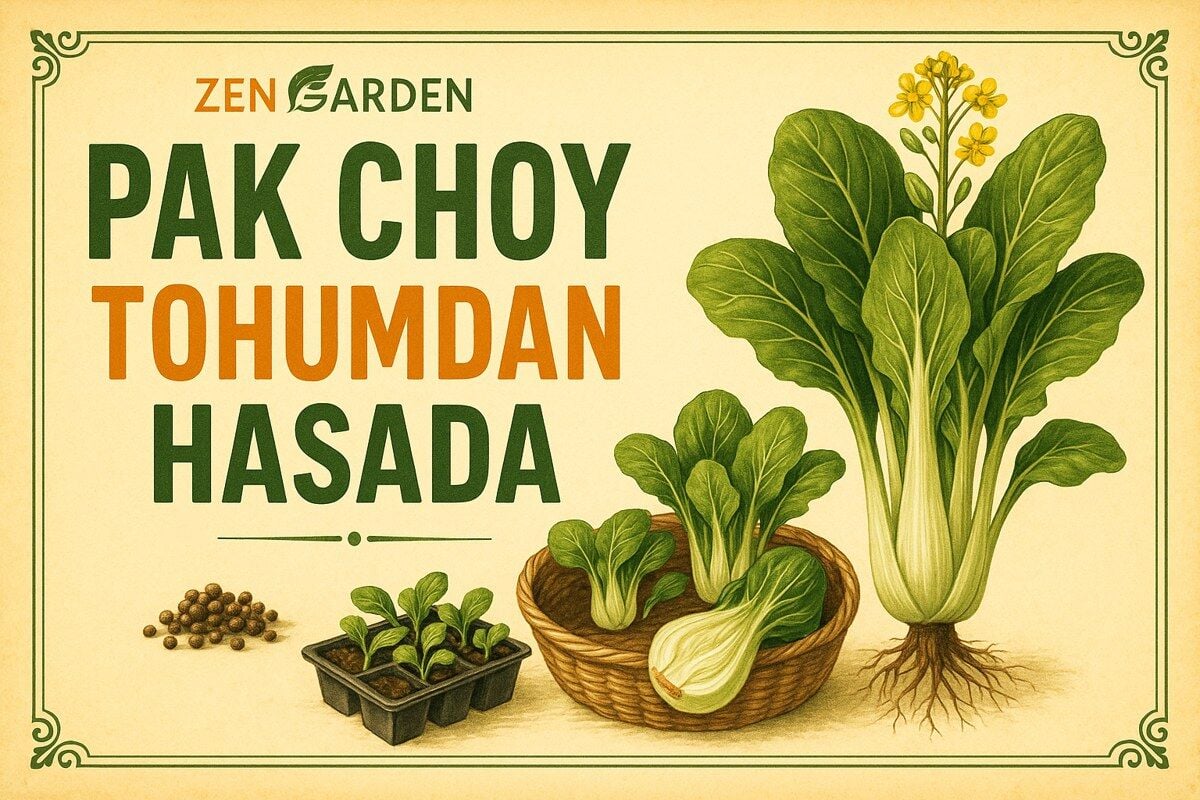 Pak Choy Tohumu Nasıl Ekilir? Ekim, Bakım ve Hasat Rehberi