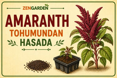 Amaranth Tohumu Nasıl Ekilir? Ekim, Bakım ve Hasat Rehberi