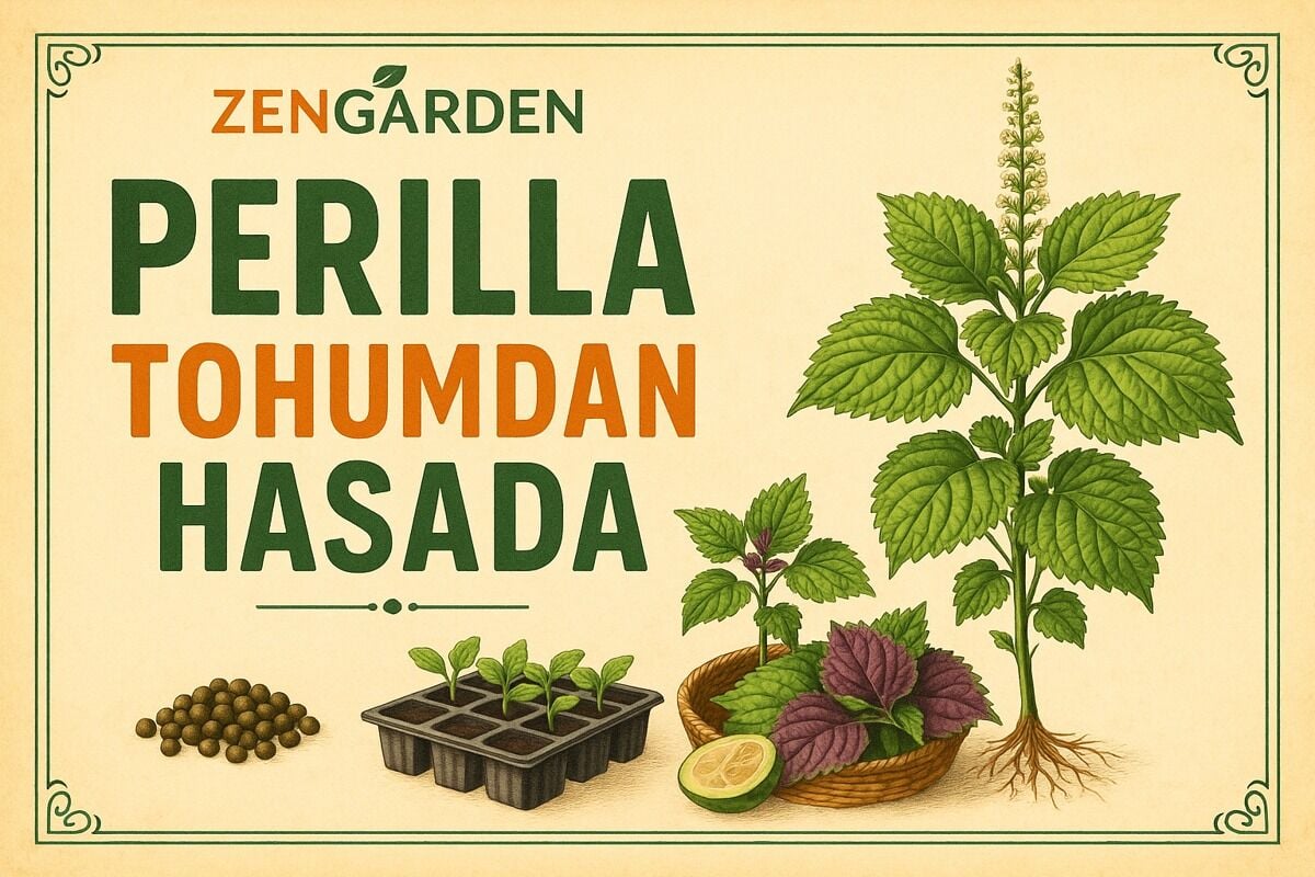 Perilla (Biftekotu) Tohumu Nasıl Ekilir? Ekim, Bakım ve Hasat Rehberi