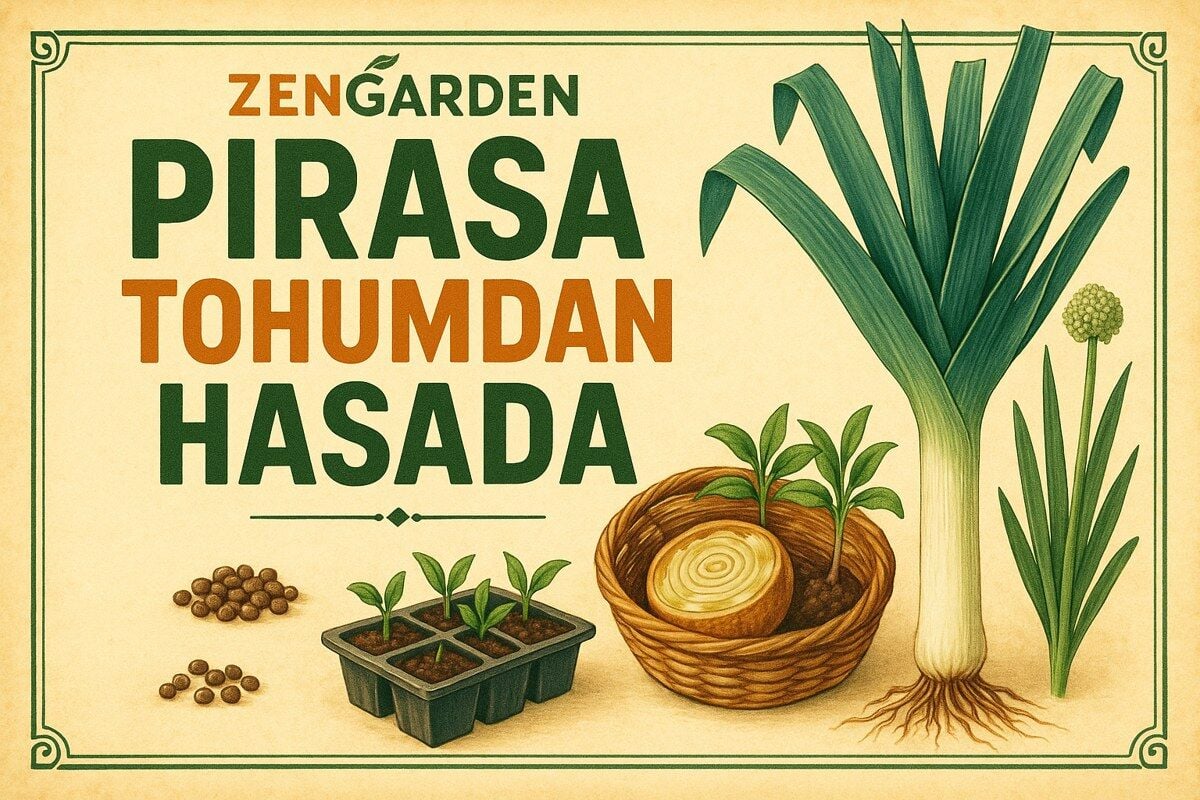 Pırasa Tohumu Nasıl Ekilir? Fide, Boğaz Doldurma ve Hasat Rehberi