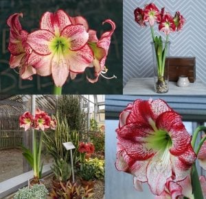Flamenco queen amaryllis güzel hatun çiçeği saksıda fidesi