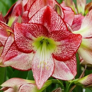 Flamenco queen amaryllis güzel hatun çiçeği saksıda fidesi