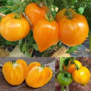 Homer Fike’ın Altın Kalbi Domatesi Tohumu – Atalık Kalp Biçimli Sarı Domates