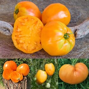 Homer Fike’ın Altın Kalbi Domatesi Tohumu – Atalık Kalp Biçimli Sarı Domates