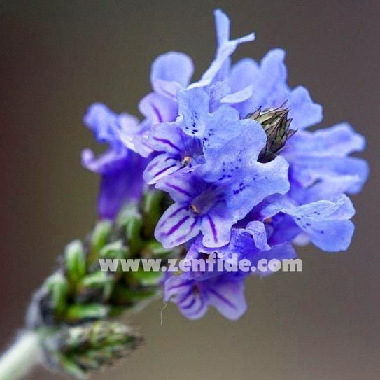İspanyol lavantası fidesi spanish eyes lavandula multifida