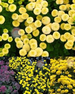 Krizantem tohumu kasımpatı sarı golden ball chrysanthemum parthenium