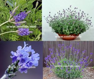 İspanyol lavantası fidesi spanish eyes lavandula multifida