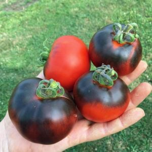 İndigo Elması Domatesi Tohumu – Antosiyanin Zengini Siyah-Mor Domates