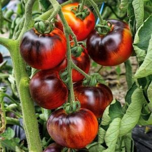 İndigo Elması Domatesi Tohumu – Antosiyanin Zengini Siyah-Mor Domates