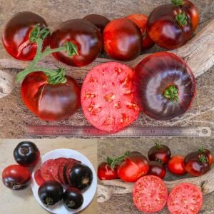 İndigo Elması Domatesi Tohumu – Antosiyanin Zengini Siyah-Mor Domates