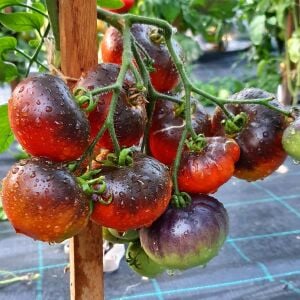 İndigo Elması Domatesi Tohumu – Antosiyanin Zengini Siyah-Mor Domates
