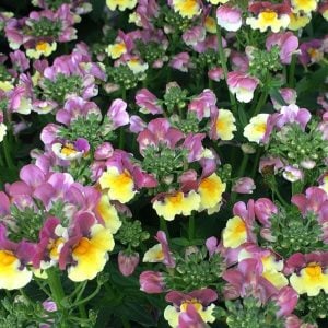 Kokulu çift renk nemezya çiçeği fidesi nemesia mareto lemon rose