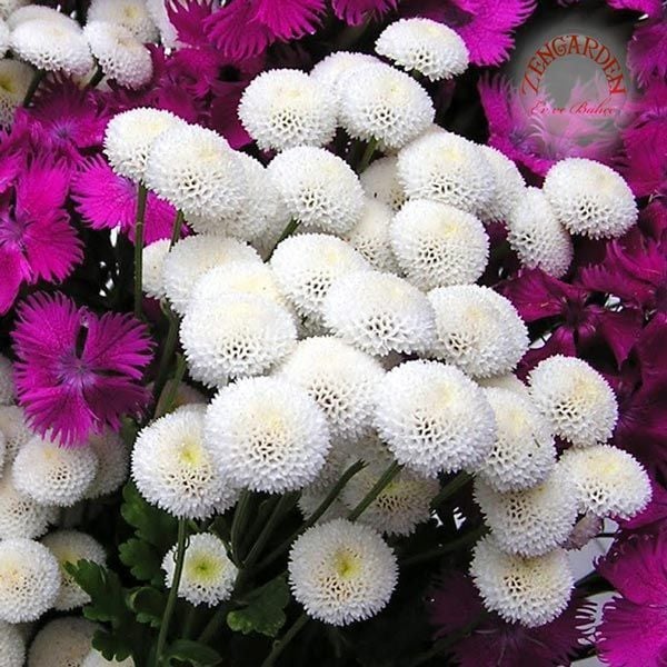 Kasımpatı tohumu krizantem beyaz kartopu chrysanthemum