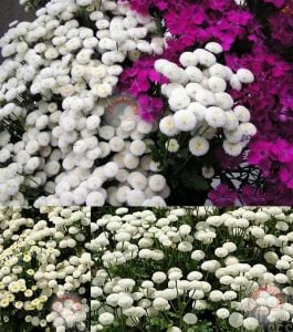 Kasımpatı tohumu krizantem beyaz kartopu chrysanthemum