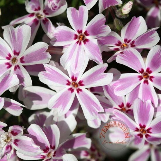 Phlox subulata yayılıcı floks candy stripes