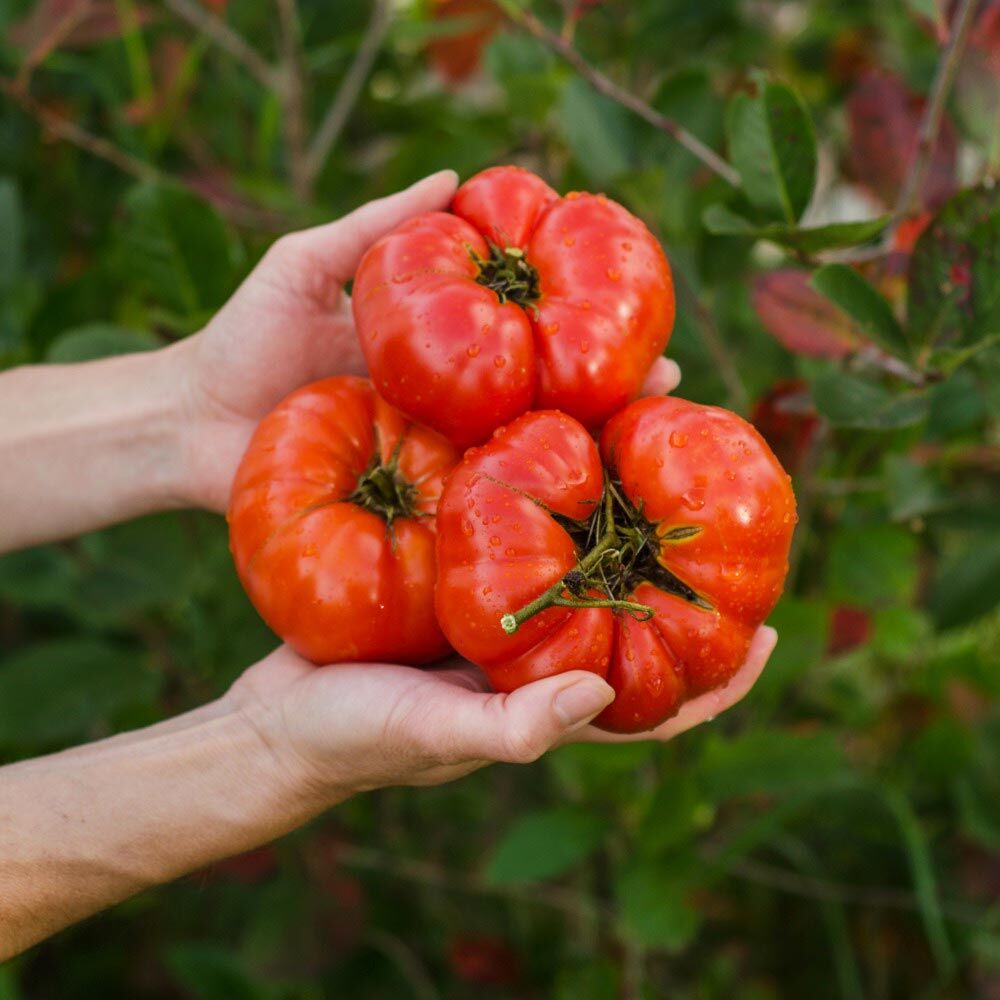 Cüce Tatlı Kızıl Domatesi Tohumu – Aromatik ve Kompakt Dwarf Tomato Project
