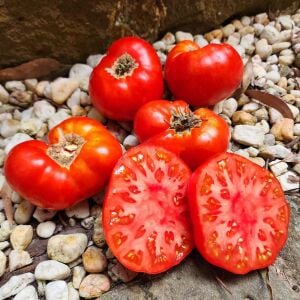 Cüce Tatlı Kızıl Domatesi Tohumu – Aromatik ve Kompakt Dwarf Tomato Project