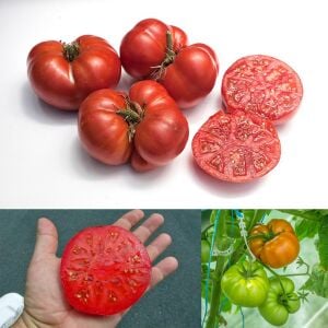 Cüce Tatlı Kızıl Domatesi Tohumu – Aromatik ve Kompakt Dwarf Tomato Project