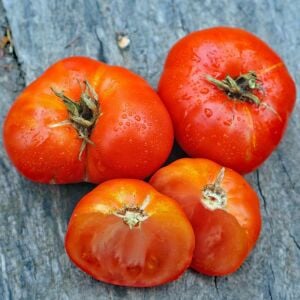 Cüce Tatlı Kızıl Domatesi Tohumu – Aromatik ve Kompakt Dwarf Tomato Project