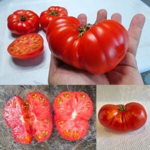 Cüce Tatlı Kızıl Domatesi Tohumu – Aromatik ve Kompakt Dwarf Tomato Project