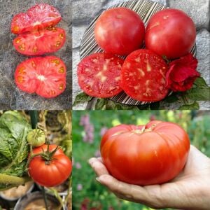 Cüce Tatlı Kızıl Domatesi Tohumu – Aromatik ve Kompakt Dwarf Tomato Project