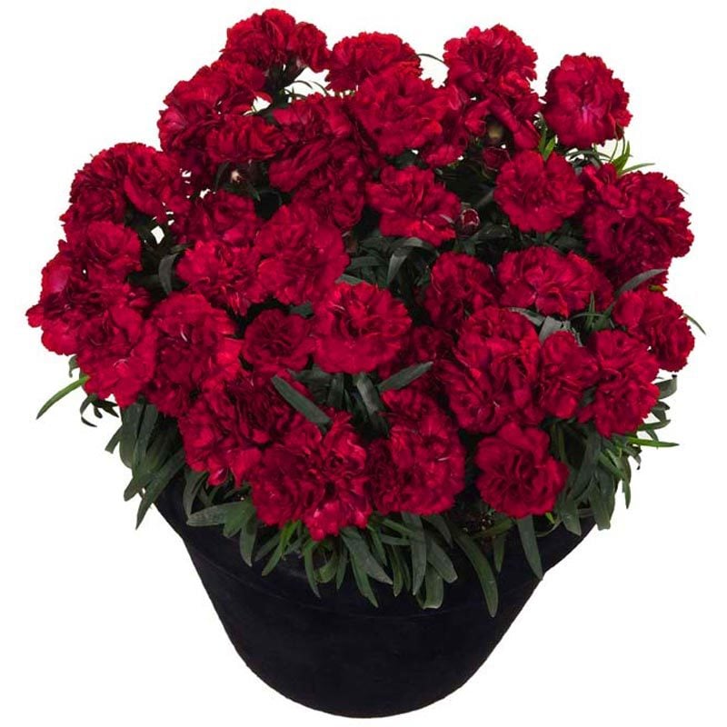 Kokulu koyu kırmızı bodur karanfil fidesi dianthus sweet pleasure dark red