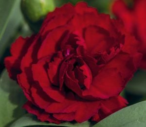 Kokulu koyu kırmızı bodur karanfil fidesi dianthus sweet pleasure dark red