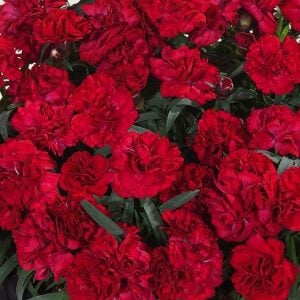 Kokulu koyu kırmızı bodur karanfil fidesi dianthus sweet pleasure dark red