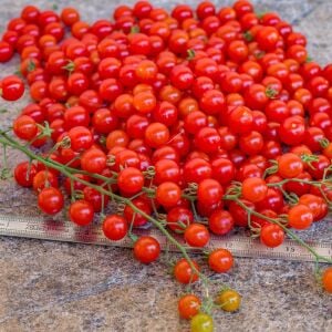 Kaşık Domates Tohumu – Peru Kökenli Minik, Tatlı ve Canlı Aromalı Domates