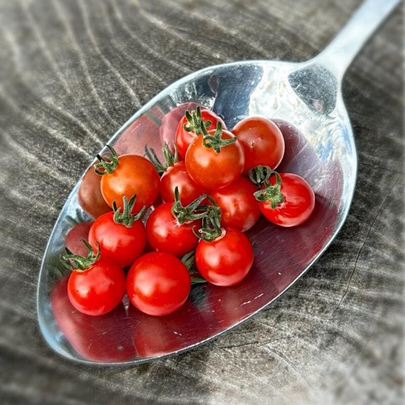 Kaşık Domates Tohumu – Peru Kökenli Minik, Tatlı ve Canlı Aromalı Domates