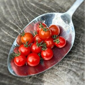 Kaşık Domates Tohumu – Peru Kökenli Minik, Tatlı ve Canlı Aromalı Domates